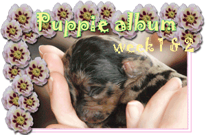 puppies week 1-2
